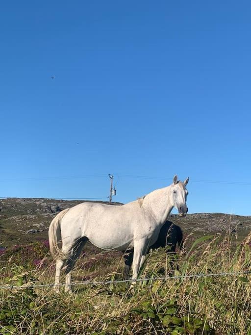 Vila Mary'S Seaview Clifden Galway Exteriér fotografie